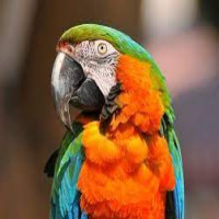 Avatar de -Perroquet-