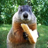 Avatar de 1marmotte