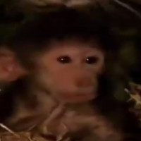Avatar de ANUS2LIKOSSE