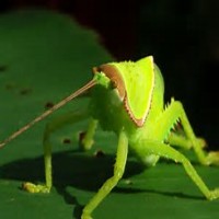 Avatar de AVN
