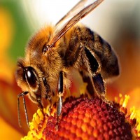Avatar de Abeille