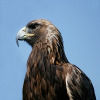 Avatar de Aigle