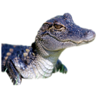 Avatar de AlerteCroco