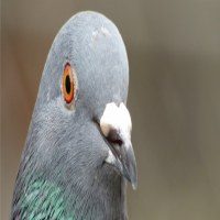 Avatar de AnusDePigeon