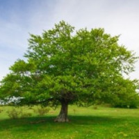 Avatar de Arbre-buisson