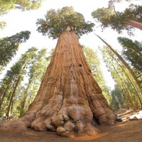Avatar de Arbre