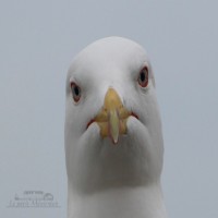 Avatar de Asorias