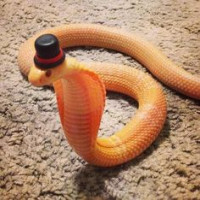 Avatar de AssSerpent
