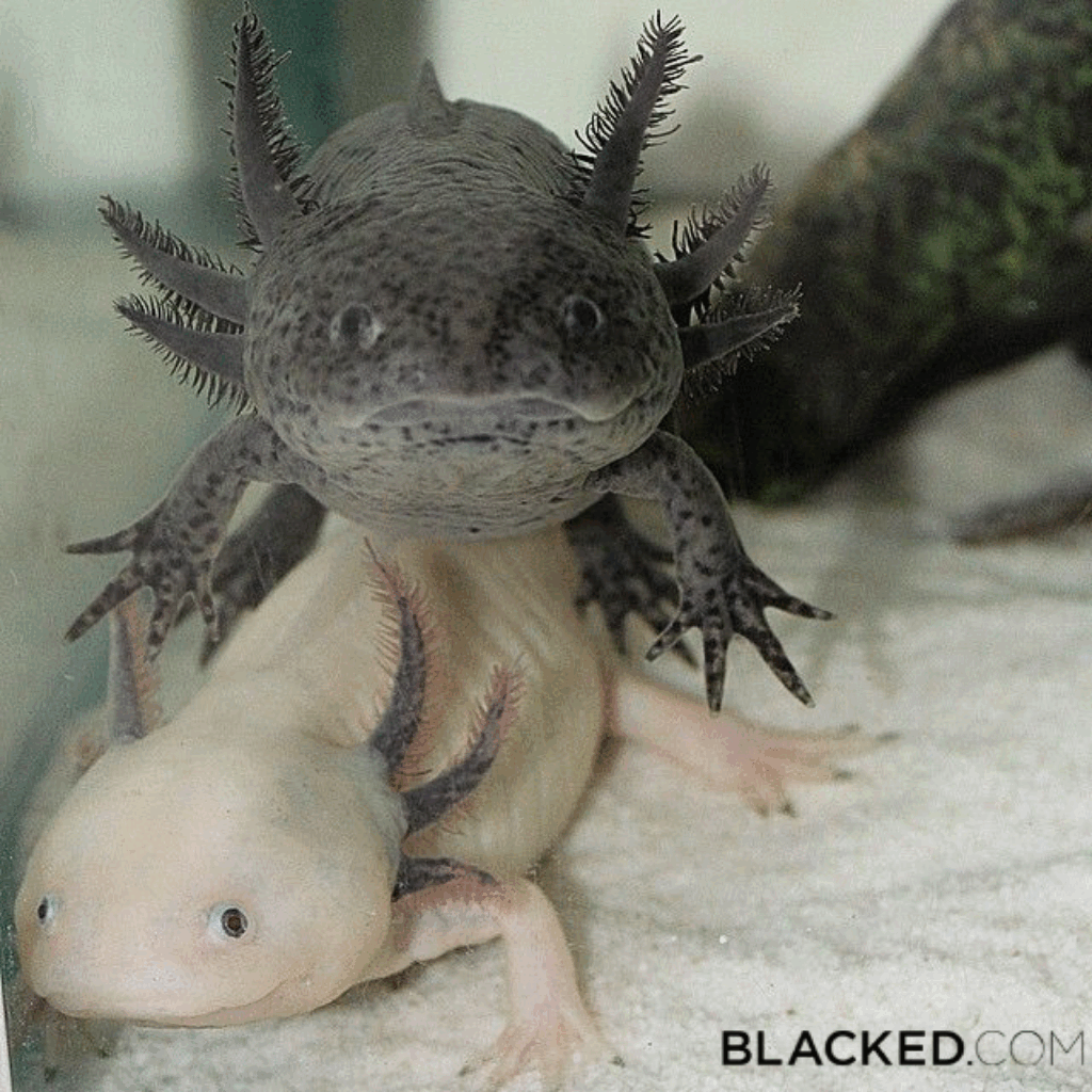 Avatar de Axolotl