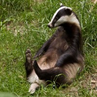 Avatar de Badgerus