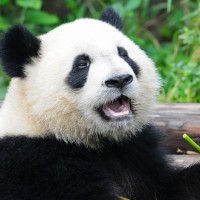 Avatar de BambouPanda