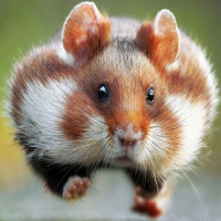 Avatar de BigBen