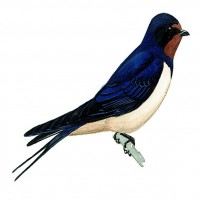 Avatar de Bird