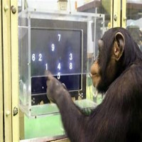 Avatar de BoboLeBonobo