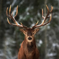 Avatar de Bois-gentil
