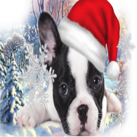 Avatar de Bouledogue