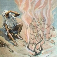 Avatar de Buisson