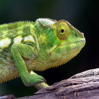 Avatar de Cameleon