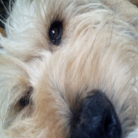 Avatar de Cannigoushlag