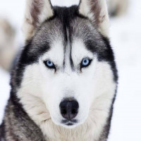 Avatar de CastorEtPoilux