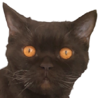 Avatar de Castor