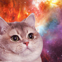 Avatar de Cat