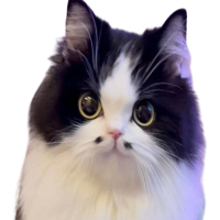 Avatar de Cernnunos7