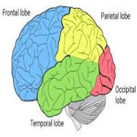 Avatar de Cerveau