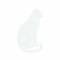 Avatar de ChatIntriquer