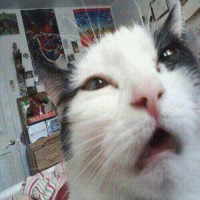 Avatar de ChatStupide