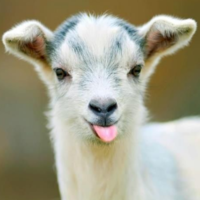 Avatar de Chevre