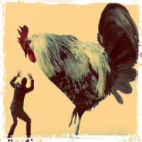 Avatar de Chickenosaurus