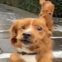 Avatar de Chien