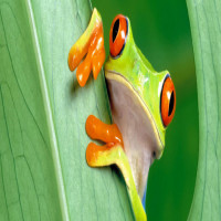 Avatar de Chocogrenouille