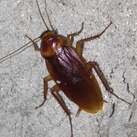 Avatar de Cloporte