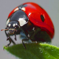 Avatar de Coccinelle
