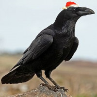 Avatar de Corvus