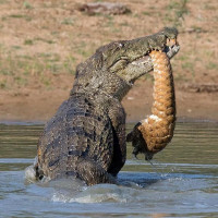 Avatar de Crocodile