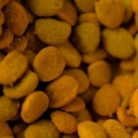 Avatar de CroquetteDeChat
