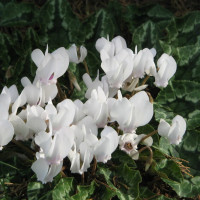 Avatar de Cyclamen