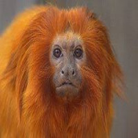 Avatar de Darwino