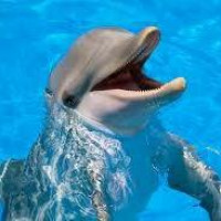 Avatar de Dauphin