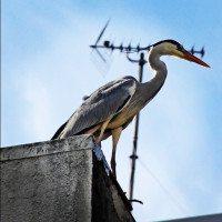 Avatar de Dilettante