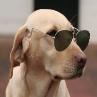 Avatar de Dog