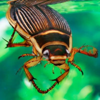 Avatar de Dytique