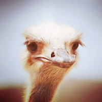 Avatar de Entendement