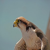 Avatar de FauconSanguin