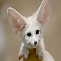Avatar de Fennec