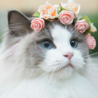 Avatar de Fluffy