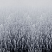 Avatar de ForetBlanche